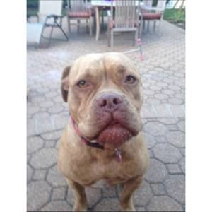 Meet your Posher, Morgan